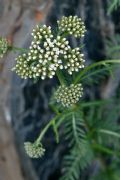 Achillea distans